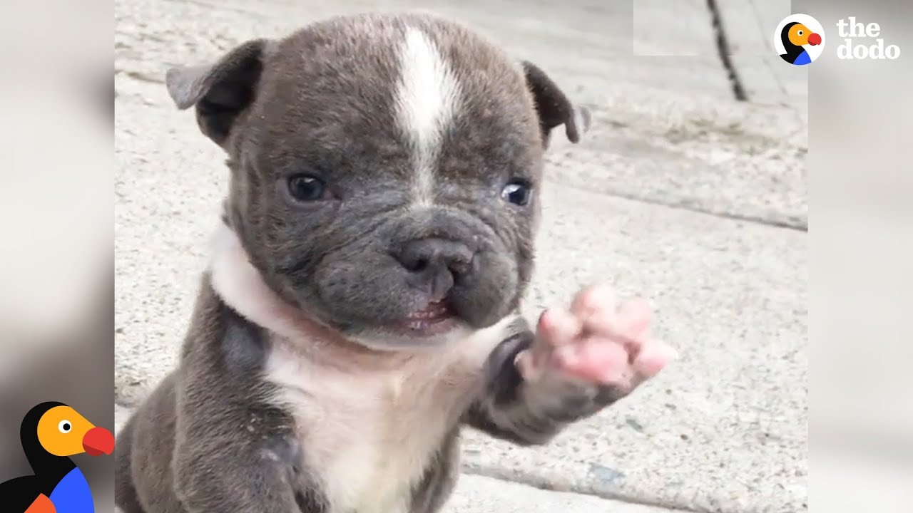 Abandoned Puppy With Cleft Lip Finds Family Who's Obsessed With Him
