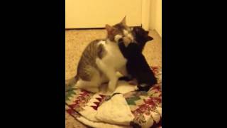 Cat love