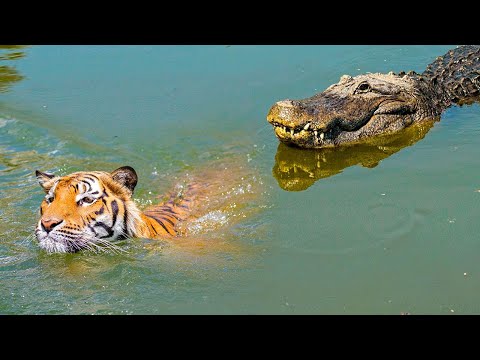 Solo Tiger Crosses the River | Stealthy Crocodile on the Hunt with a Surprising Twist Ending