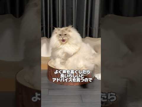 【無視猫】声を高くしたら返事をしてくれるらしい #cat #サイベリアン #ネヴァマスカレード #猫 #shorts