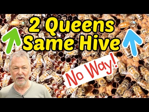 Beekeeping: Two Queens. One Hive. No One Is Backing Down