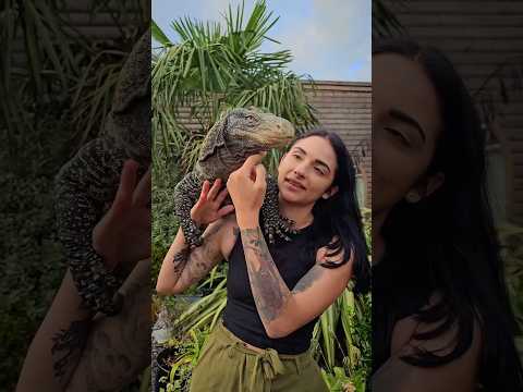 How Do Pet Lizards Lay Eggs? #shorts