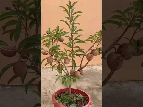 New technique for growing Sapodilla plant #sapodilla #sapodilla_grafting #farming #viral #shorts
