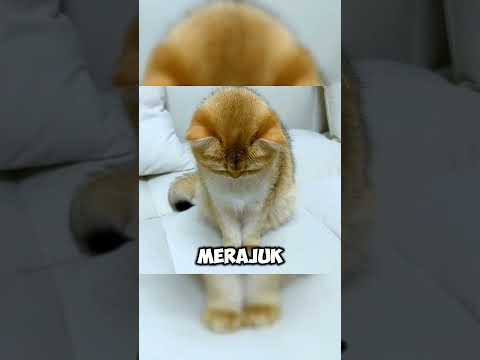kucing lucu diprank sampai ngambek #kucing #kucinglucu