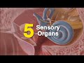 Understanding the Nervous System and Sensory Organs