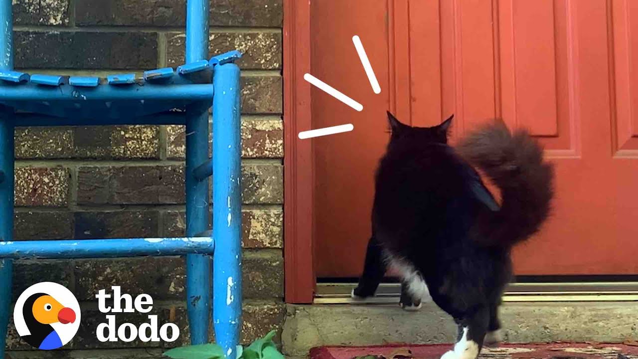 This Stray Cat Ask To Be Let Inside To Keep Her Kittens Safe