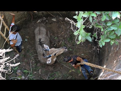 कुएं में गिरा हुआ था ये खतरनाक जंगली जीव|अंदर जाते ही लगाई बहुत ऊंची छलांग|फिर कैसे क्या हुआ!Rescue.