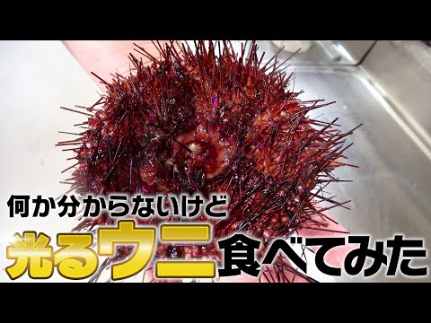 【驚愕】名前も分からない光るウニ食べてみた！