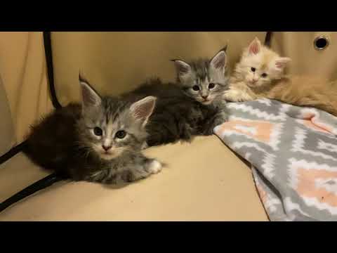 Maine Coon Kittens For Sale Craigslist Ohio - 122021