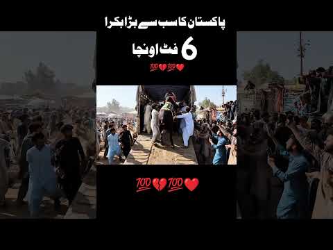 Bakra Mandi Ka Sab Say Bara Bakra #bakramandi #qurbani2025 #viralvideo #foryou #eiduladha #cow #eid