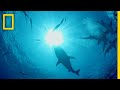 Sharks and Dolphins: A Vicious Rivalry
