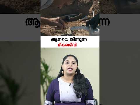 ആനയെ തിന്നുന്ന  ജീവി |  Egyptian old cat Bastetodon