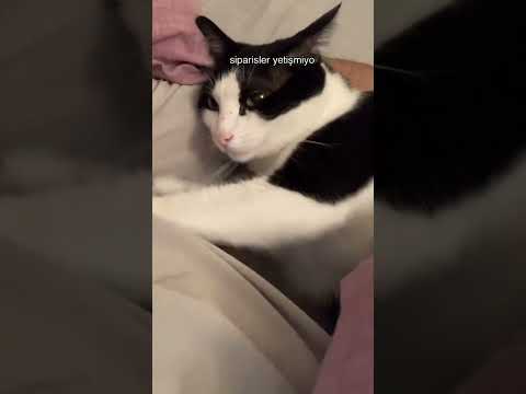Kedi Klip çekmiş resmen😻 #cat #kedi #catlovers #catlover 🎥 kadirballci