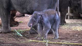 Elefantenbaby im Kölner Zoo geboren - Jungtier und Mutter wohlauf