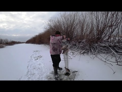 Эта снасть ловит везде. Рыбалка в Сибири