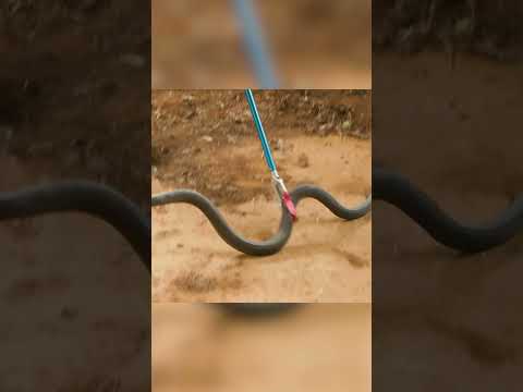Atrapé la serpiente más peligrosa del planeta: LA MAMBA NEGRA #animalessalvajes #shorts