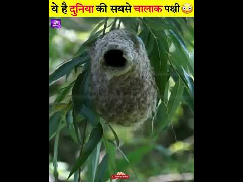 ये है दुनिया की सबसे चालाक पक्षी 🐧🐣 #shorts #birds #facts