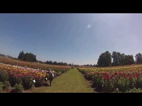 canby dahlia run