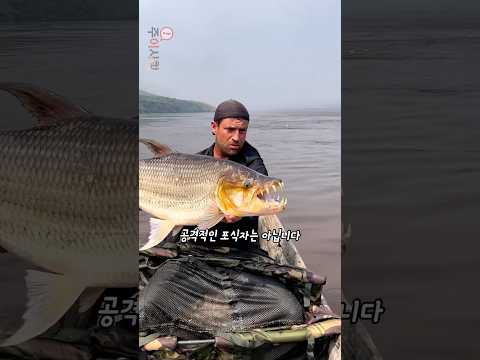 피라냐가 사람을 물지 않는 이유