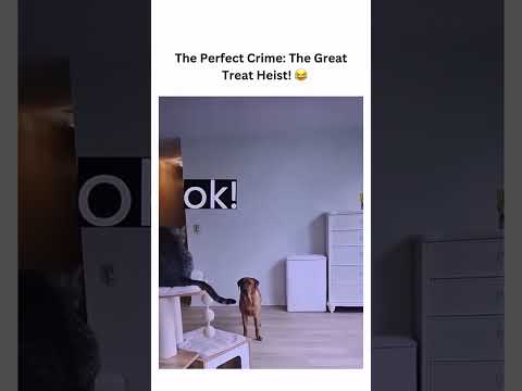 Dog and cat | Pets