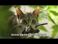 Understanding Animals and Their Behavior