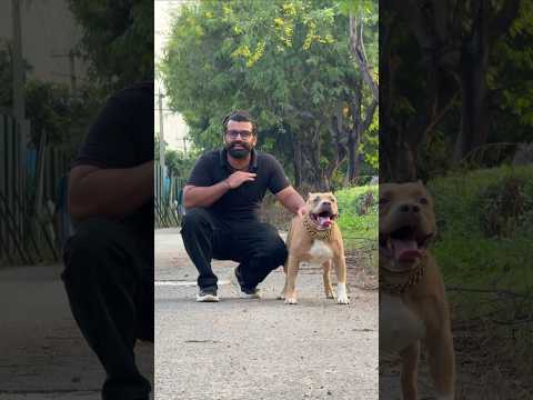 kya Peeche kutta pad jaye to Billi😾 bachaygi ?🤔🤔   #amanandbully #dogvscats