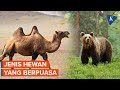 Animal Fasting and Survival Strategies