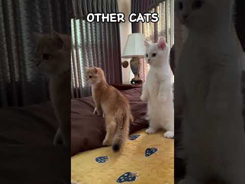 Other cats vs My cats #funny #cats #cute #pets #kitten #fun #love #US #america