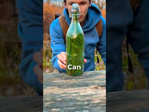 I Made Soda From A Tree!