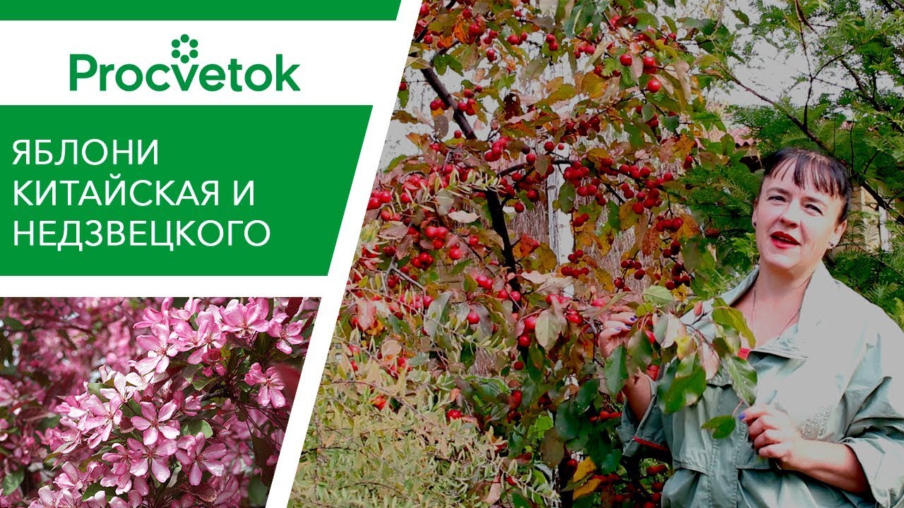 Яблоня китайка. Изумительные яблочки со вкусом персика!