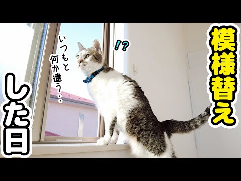 休日に部屋の模様替えをしたら意外にも愛猫たちが気に入ってくれた