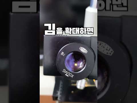 바삭바삭 김 #현미경 #해초 #확대 #400배