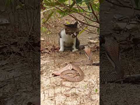 kucing jantan vs King cobra