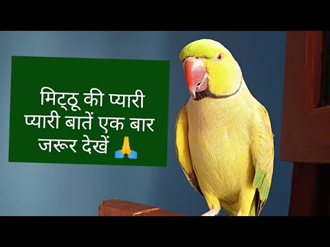 मिट्ठू की प्यारी प्यारी बातें एक बार जरूर देखें 🙏#video #parrot #viral @alexparrot829