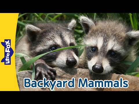Backyard Mammals |  Raccoons | Porcupines | Groundhogs | Skunks | Cottontail Rabbits | Red Foxes
