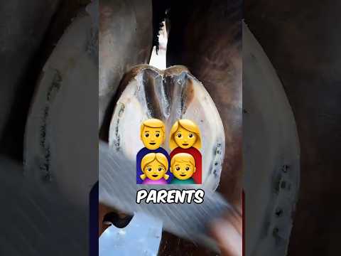 Life changing horse pedicure!?