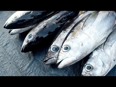 Live broadcast of fresh tuna cutting at Sorong Fish Market, Monday, July 14, 2025