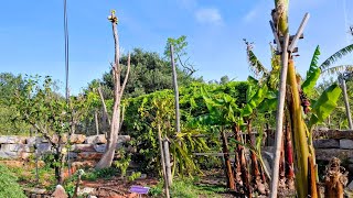 Orchard of Flavours amazing Portugal Fruit Botanic Garden after Record Storm Winter
