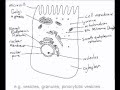 Cell Structure and Function Concepts