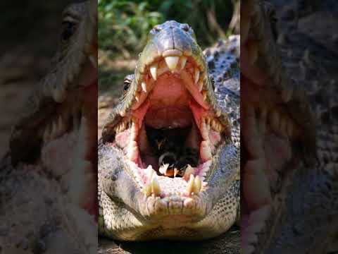 Crocodile hires new dental cleaning team - #shortvideo #wildlife #ai #chicken #crocodile #cute
