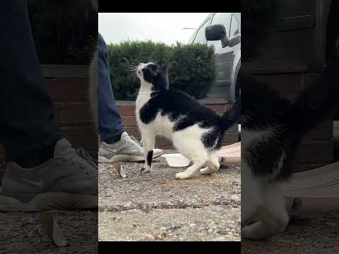 Bringing a friendly cat in from the cold