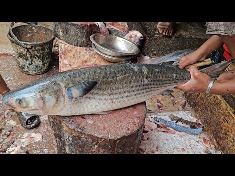 Never Seen!! Great Delicious Big Egg Collect  Batta Fish Cutting Techniques || fish Cutting Skills