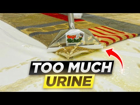 I Couldn't Stop The RIVER Of URINE Coming From This Rug 🤮 Hopeless Rug Cleaning