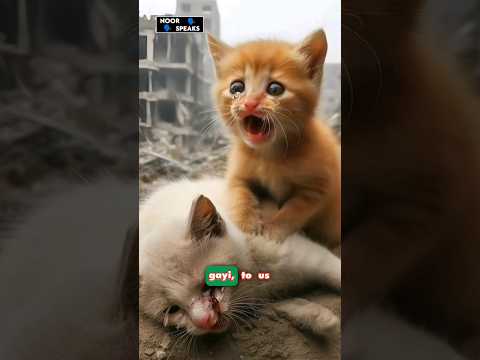 please share this video 🙏 #cat #islamic