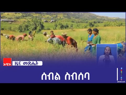 "አርሶ አደሮች የደረሰ የሩዝ ሰብልን በደቦ እየሰበሰቡ ነው" የአዊ ብሔረሰብ አስተዳደር ግብርና መምሪያ