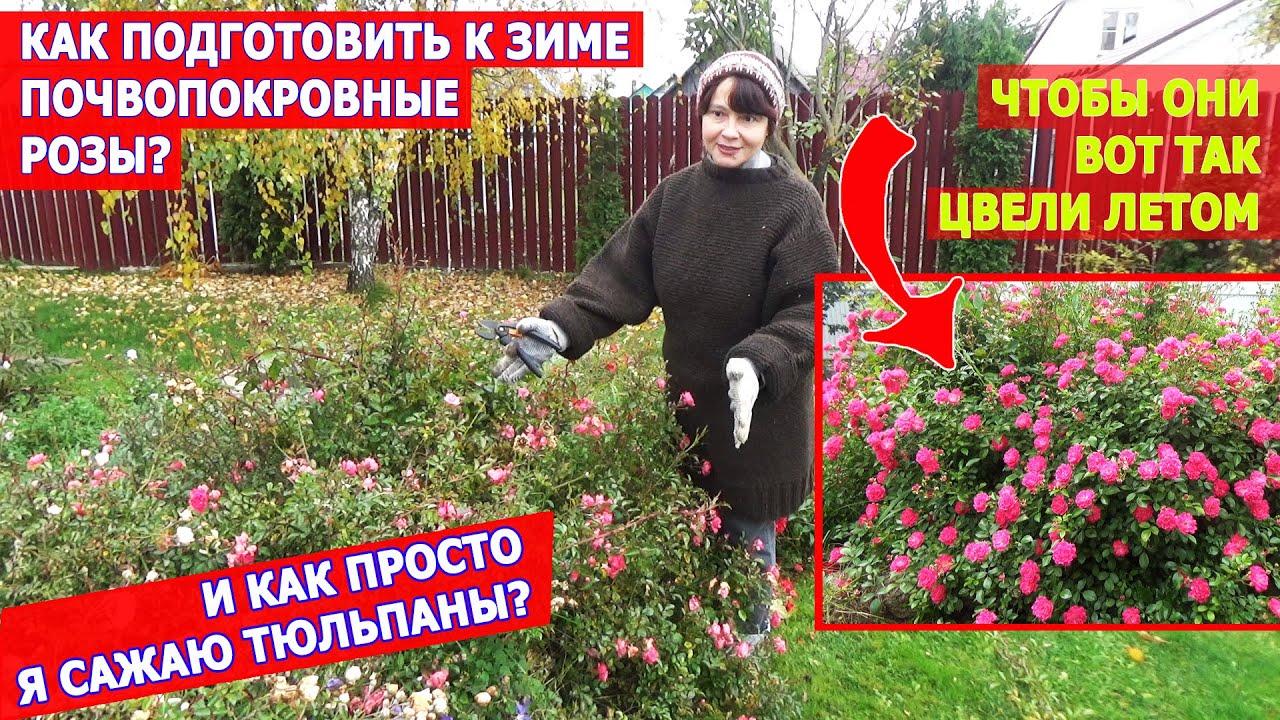 ОСЕННИЙ САД: Как подготовить к зиме почвопокровные розы? Простой способ посадки тюльпанов