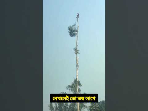 দেখলেই তো ভয় লাগে #treecutting #treecuttingexpert #treecaring #Treecuttingtechnique #viral #shorts
