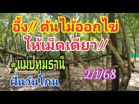 อึ้ง!! ต้นไม้ออกไข่ ให้เม็ดเดียว!! #แม่ปทุมธานี ฝันคืนวันโกน 2 ม.ค.68