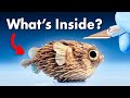 Puffer Fish Spine Characteristics