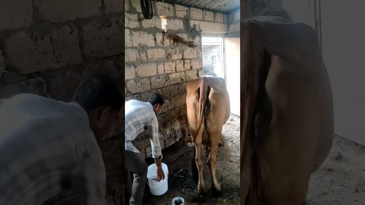 Order Video